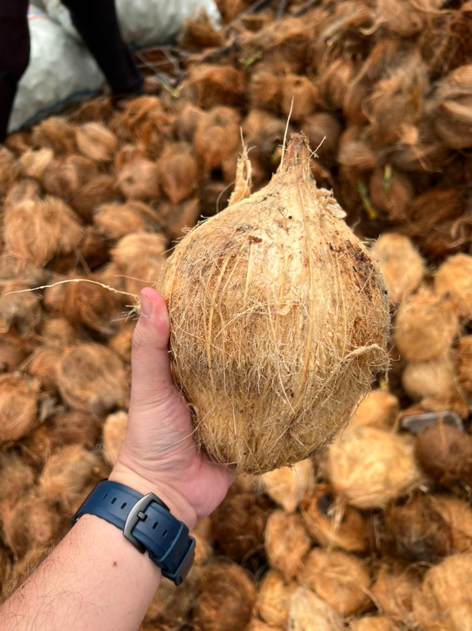 semi husked coconut